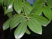 Muda de Canela Doce- Arvore de Sombra