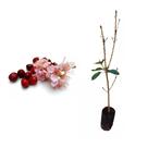 Muda de Cerejeira 50 a 80cm AMK - Plantas Online Muda de Cerejeira 50 a 80cm AMK - Plantas Online