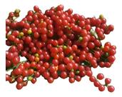 Muda De Chal Chal Atrais Pássaros + Brinde Muda De Chal Chal Atrais Pássaros + Brinde