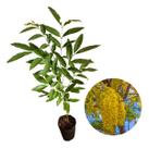 Muda De Chuva De Ouro - Cássia Imperial + Manual