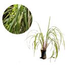 Muda de Citronela 20 a 40cm AMK - Plantas Online