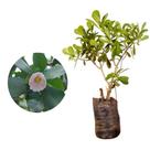 Muda de Clusia 20 a 40cm AMK - Plantas Online Muda de Clusia 20 a 40cm AMK - Plantas Online