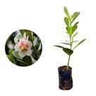 Muda de Clusia Variegata 20 a 40cm AMK - Plantas Online