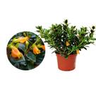 Muda de Columeia Peixinho 20 a 40cm AMK - Plantas Online