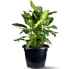 Muda De Comigo Ninguém Pode 40cm Planta Decorativa Natural