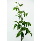 Muda de Coração de Negro Altura de 0,40 cm a 0,80 cm