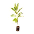 Muda de Dilenia 20 a 40cm AMK Muda de Dilenia 20 a 40cm AMK