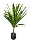 Muda De Dracena Arbórea - Ideal Para Ambientes Internos