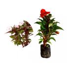 Muda de Empatiens 20 a 40cm AMK - Plantas Online