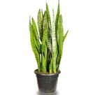 Muda de Espada de São Jorge Média 60cm Robusta Pote 24