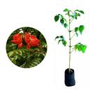Muda de Espatodea 50 a 80cm AMK - Plantas Online