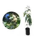 Muda de Eucalipto Cheiroso 20 a 40cm AMK - Plantas Online Muda de Eucalipto Cheiroso 20 a 40cm AMK - Plantas Online