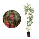 Muda de Falso Chorao 20 a 40cm AMK - Plantas Online