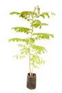 Muda de Flamboyant Mirim Altura 0,40 cm a 0,80 cm