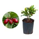 Muda de Fruta do Milagre 20 a 40cm AMK - Plantas Online