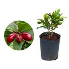 Muda de Fruta do Milagre 50 a 80cm AMK - Plantas Online