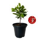 Muda de Fruta do Milagre Pote 15 Planta Natural 30cm Muda de Fruta do Milagre Pote 15 Planta Natural 30cm