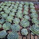 Muda de GLAUCA Enraizada - Ideal para Jardins