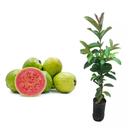 Muda de Goiaba Paluma 20 a 40cm AMK - Plantas Online