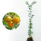 Muda de Guaivira 20 a 40cm AMK - Plantas Online