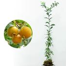 Muda de Guaivira 20 a 40cm AMK - Plantas Online