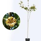 Muda de Guarantã 20 a 40cm AMK - Plantas Online