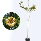 Muda de Guarantã 20 a 40cm AMK - Plantas Online