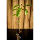 Muda de Guarantã Altura de 0,40 cm a 0,80 cm
