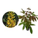 Muda de Guaricica 20 a 40cm AMK - Plantas Online