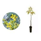 Muda de Guarita 20 a 40cm AMK - Plantas Online