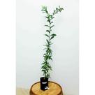 Muda de Guavira Altura de 0,40 cm a 0,80 cm