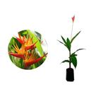 Muda de Heliconia 20 a 40cm AMK - Plantas Online