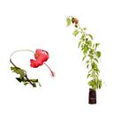 Muda de Hibisco Vermelho 20 a 40cm AMK - Plantas Online