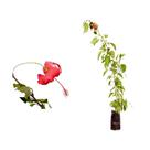 Muda de Hibisco Vermelho 20 a 40cm AMK - Plantas Online