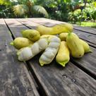 Muda De Ingá Branco Ingá Mirim Ingá Banana