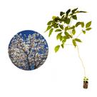 Muda de Ipe Branco 20 a 40cm AMK - Plantas Online