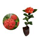 Muda de Ixora Midi Vermelha 20 a 40cm AMK - Plantas Online