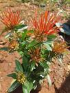 Muda De Ixora Rei