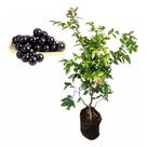 Muda de Jabuticaba 20 a 40cm AMK - Plantas Online Muda de Jabuticaba 20 a 40cm AMK - Plantas Online