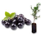 Muda de Jabuticaba Hibrida ou Precoce