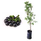 Muda de Jabuticaba Sabara 20 a 40cm AMK - Plantas Online