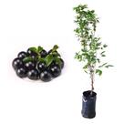 Muda de Jabuticaba Sabara 50 a 80cm AMK - Plantas Online