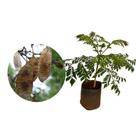 Muda de Jacaranda Da Bahia 20 a 40cm AMK - Plantas Online