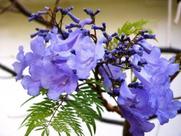 Muda De Jacarandá Mimoso