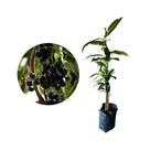 Muda de Jambolão 20 a 40cm AMK - Plantas Online