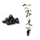 Muda de Jamelão 20 a 40cm AMK - Plantas Online Muda de Jamelão 20 a 40cm AMK - Plantas Online