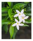 Muda De Jasmim Flor Linda Branca Raiz Forte Vaso Arbusto Muda De Jasmim Flor Linda Branca Raiz Forte Vaso Arbusto