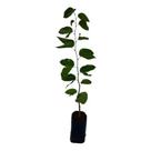 Muda de Jatobá Pronta Para Plantio 10 cm a 40 cm
