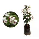 Muda de Lagrimas de Cristo 20 a 40cm AMK - Plantas Online