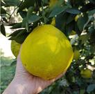Muda de Laranja Champanhe Enxerto